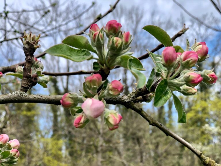 Bild eines Kirschblütenzweigs mit Knospen